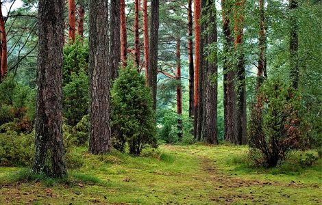 Foresta Polonia