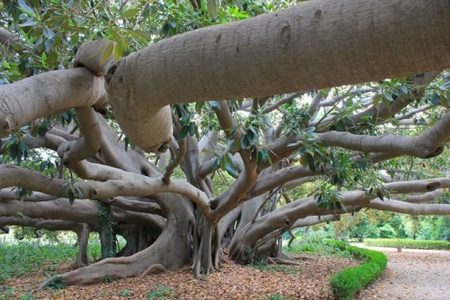 Alberi monumentali